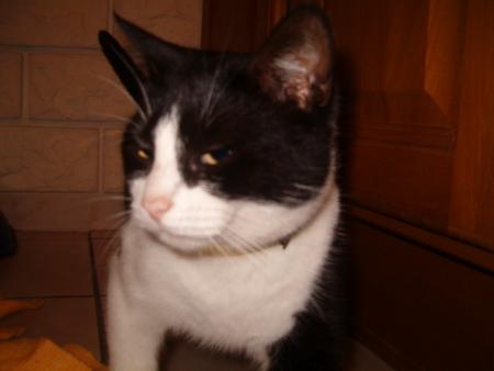 Fifil